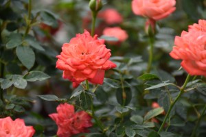 PETITE FOLIA (miniature)